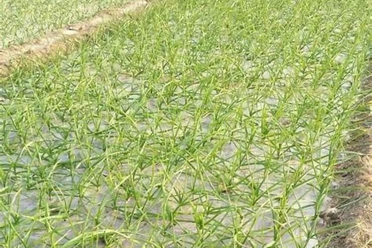 大蒜立春后撒什么肥料