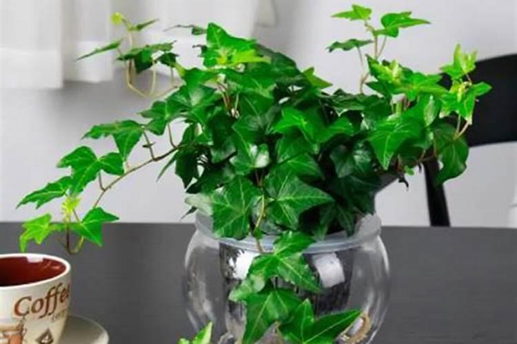 常春藤喜欢什么肥料