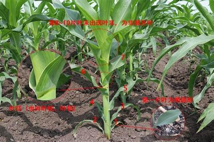 同一块地的玉米高矮不一,矮的又黄又细怎么办