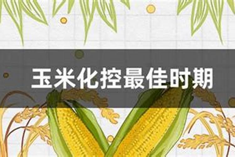 玉米什么时候使用叶面肥？玉米叶面肥喷施浓度
