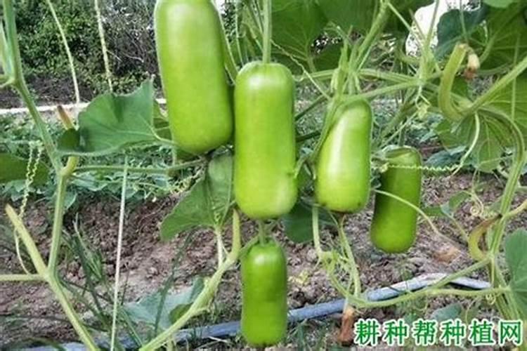 瓠瓜的种植方法和时间