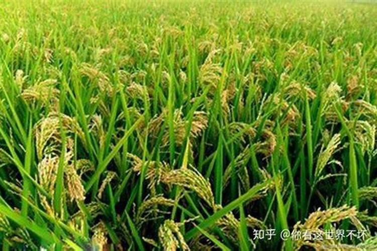 氨基酸水溶肥能与磷酸二氢钾在一起在花生上使用吗