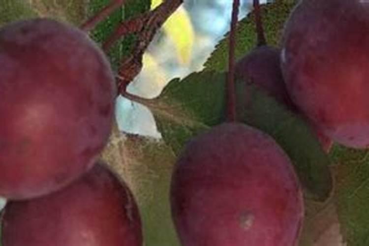 李子树八月追什么肥