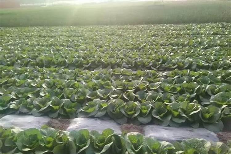 红菜苔种植时间和方法