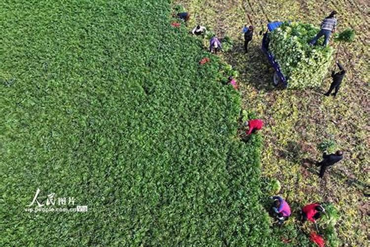 红菜苔种植时间和方法
