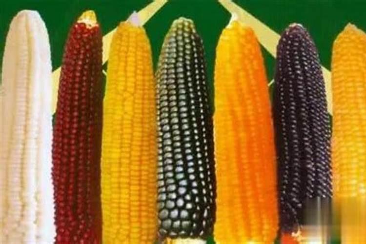 钾肥对玉米生长和产量的影响与作用