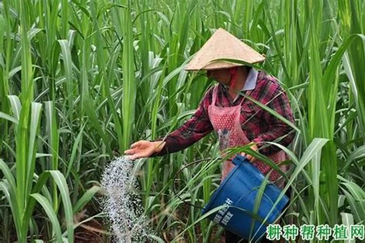 甘蔗施什么肥易长高长粗