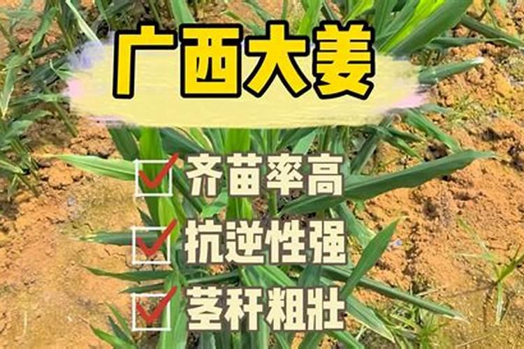 水溶复合肥在西瓜什么阶段使用？