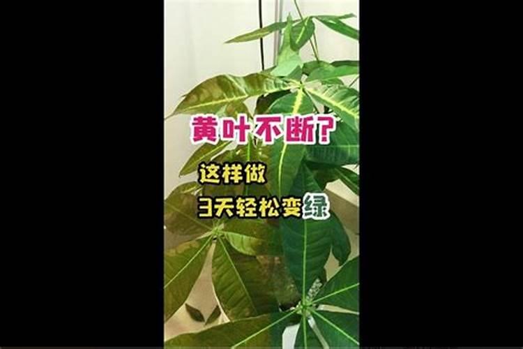 叶面肥是不是绿叶神效