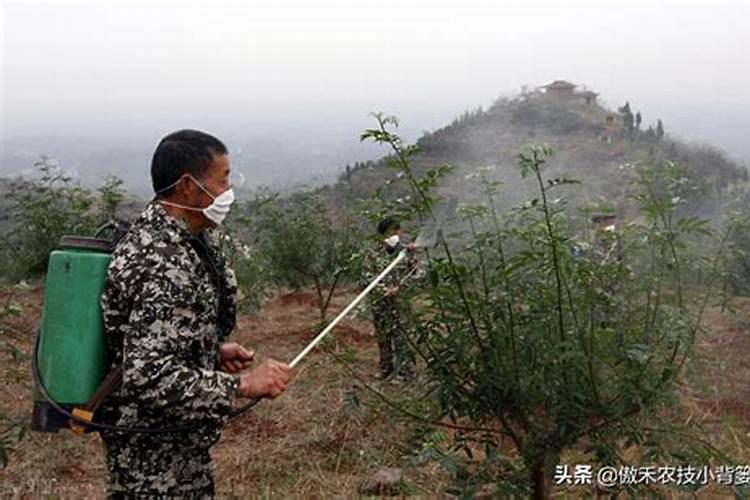 李子树一年施几次肥合理