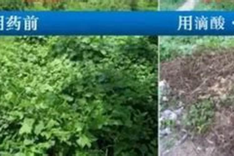 先正达的草甘磷泰草达能补充土壤里的钾肥吗