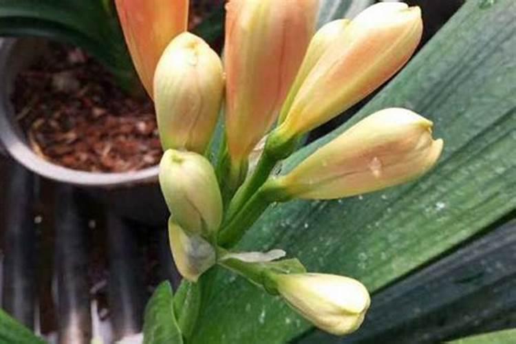 虎皮兰施什么肥好