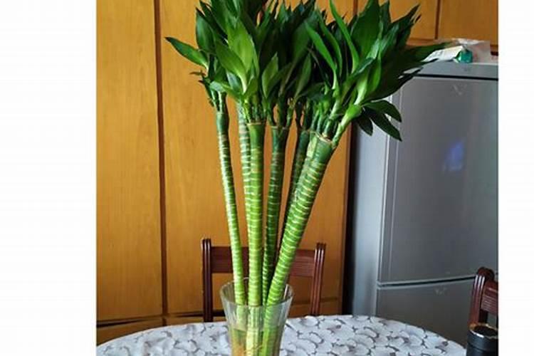 地黄用什么土种植