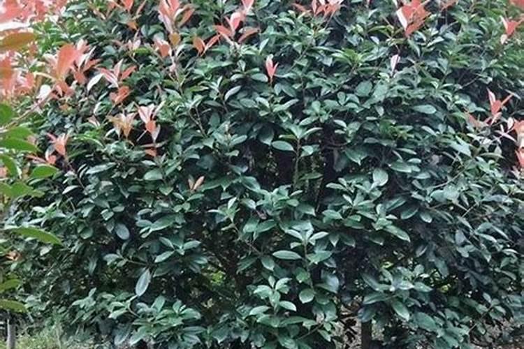 红叶石楠球t该怎样种植成活率高？