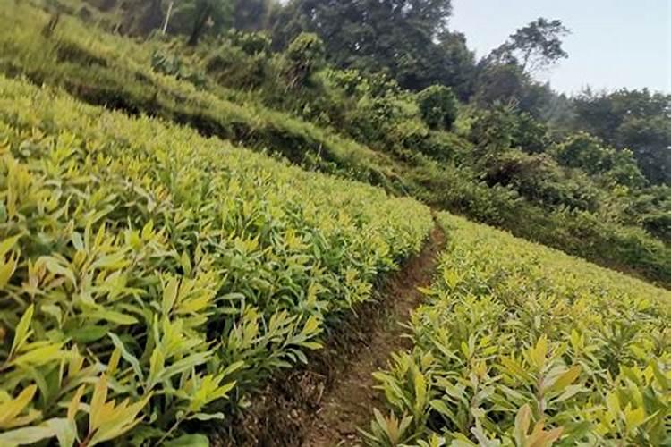 含硼的肥料有哪些