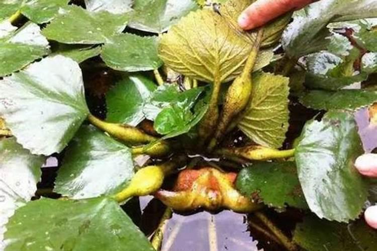 菱角高产栽培技术有哪些