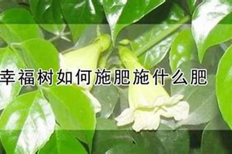 幸福树受冻了怎么办