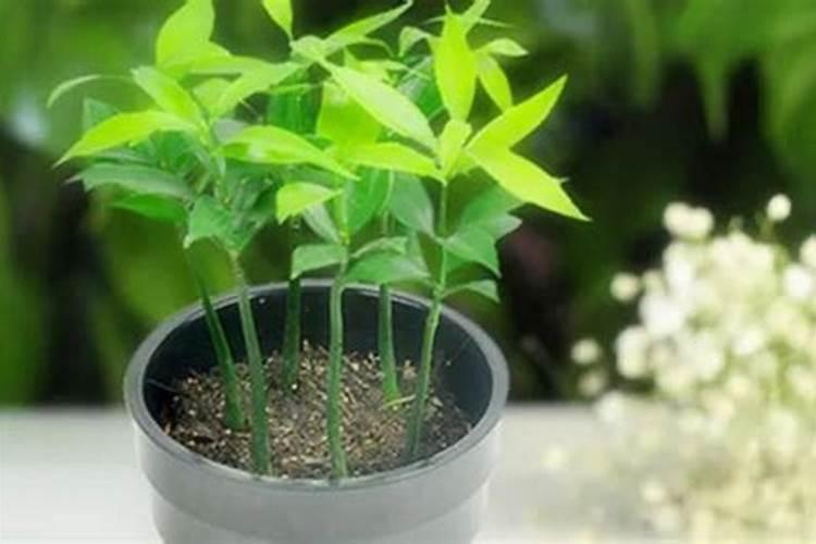 养花的氮肥有哪些