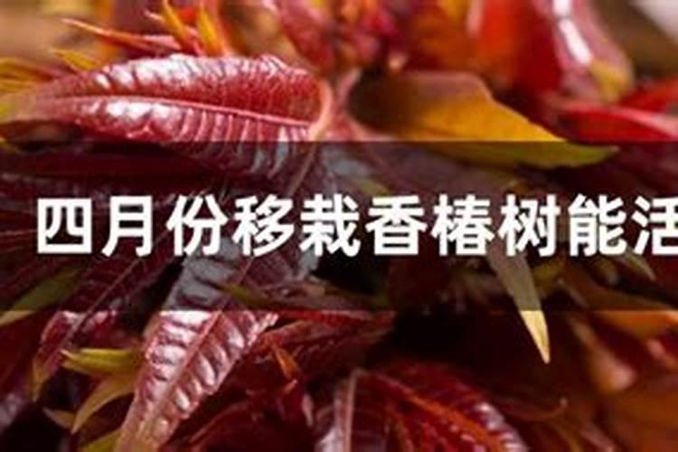 香椿树施什么肥长的快