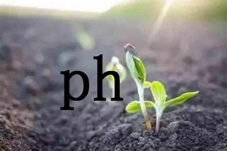 黄瓜的土壤有哪些要求