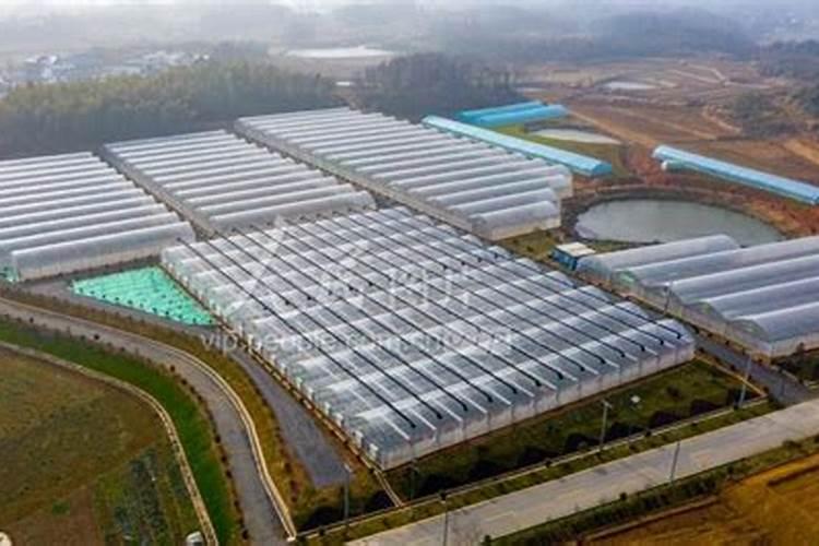 蔬菜叶面肥简介