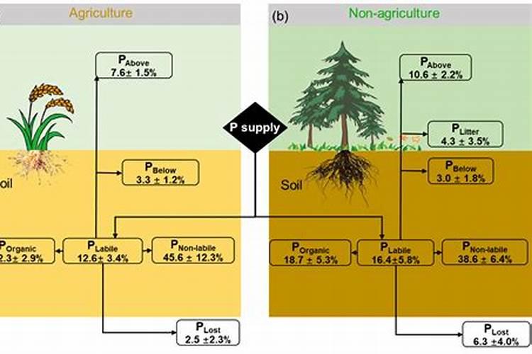 磷肥可以直接撤在根部吗