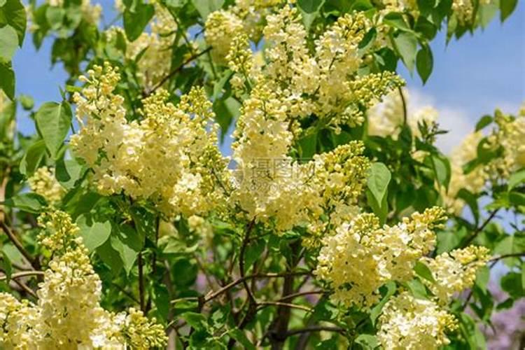 丁香花什么季节开花 丁香花养殖技巧