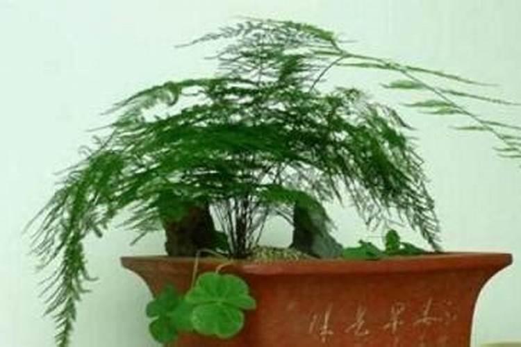 文竹浇什么肥最好