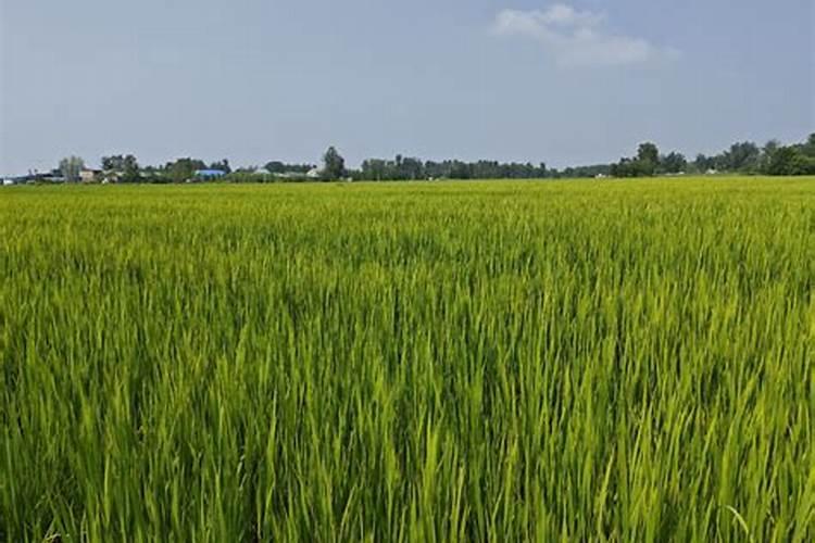 龟背竹怎么扦插？