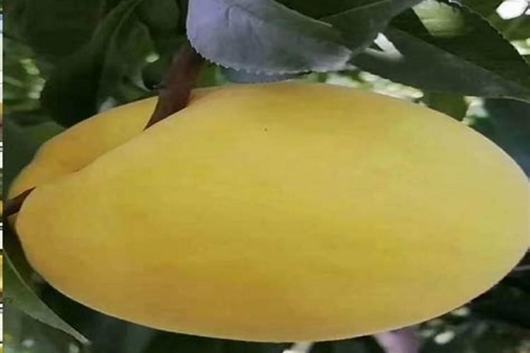 龟背竹怎样繁殖扦插季节