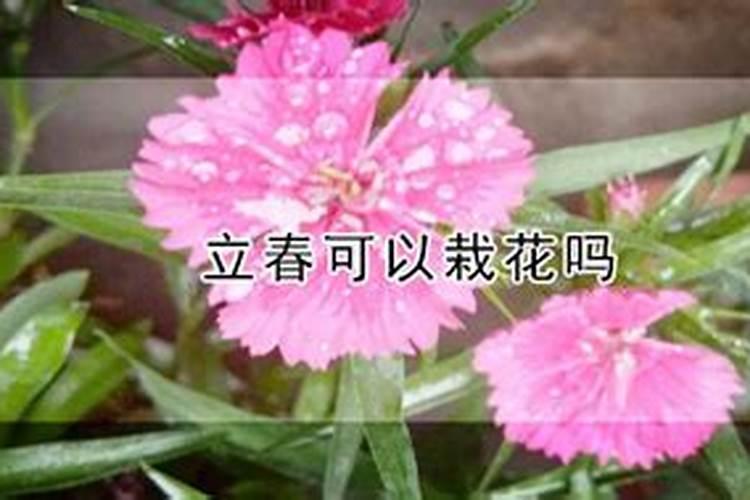 李子树果实钻心虫怎样防治？