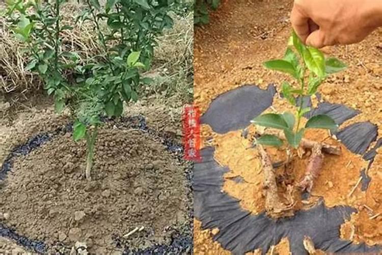 沃柑幼树怎样施肥