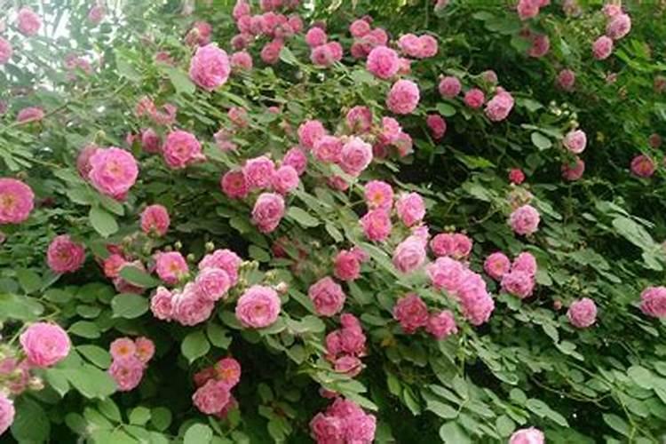 蔷薇月季要施什么肥