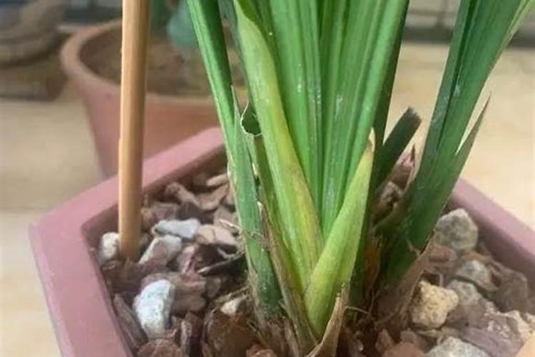 什么时候给兰花施催花肥