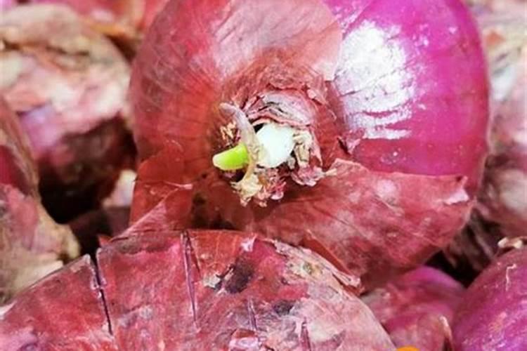 洋葱放冰箱能放多久