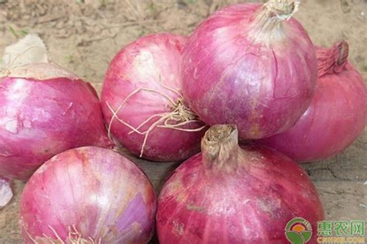 洋葱养护需要注意什么 洋葱后期管理技巧