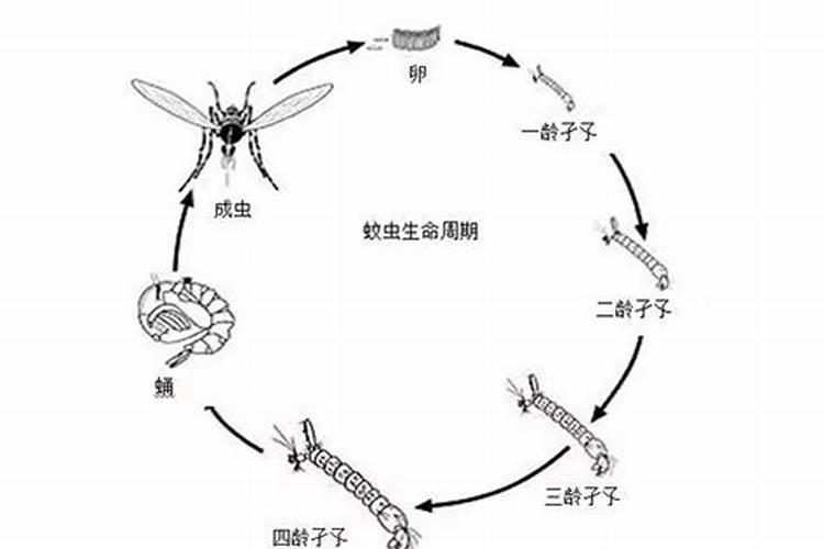冬天小香菜小波菜施平衡肥还是羊粪哪个好