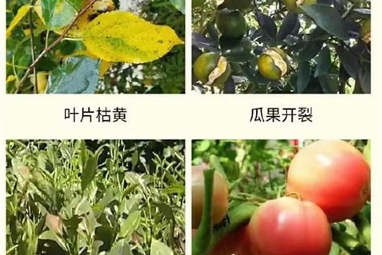 饼肥是氮肥还是钾肥