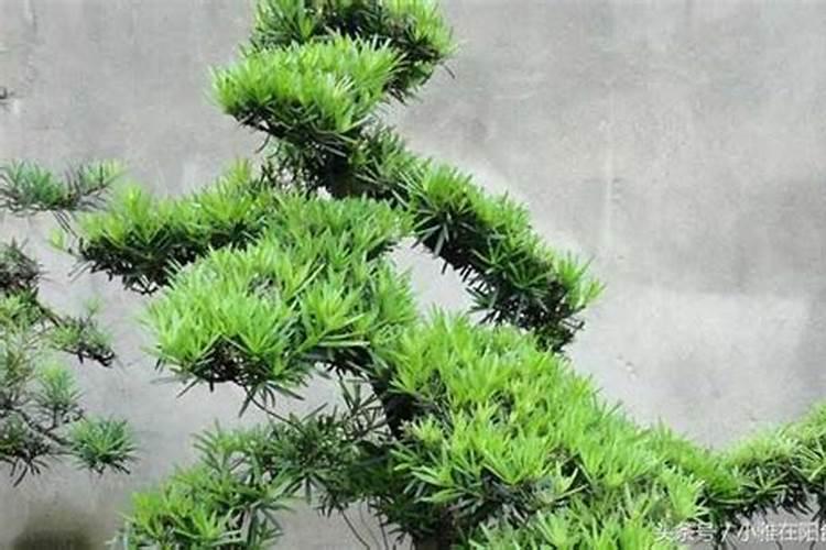 罗汉松施肥技巧,只需要五个步骤养的郁郁葱葱