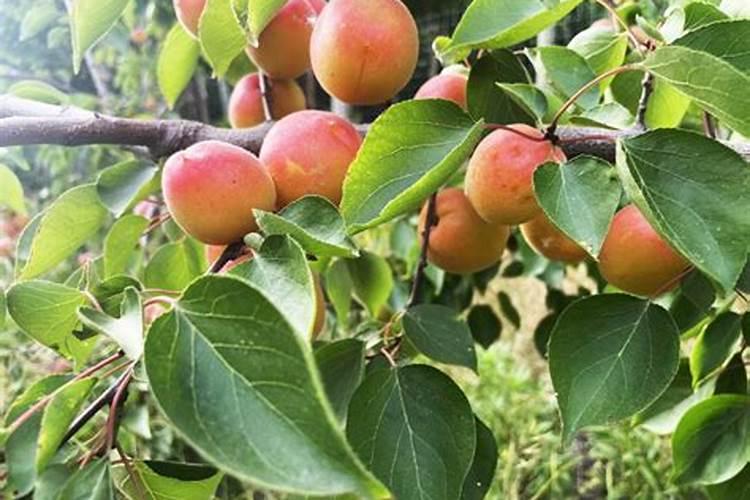 杏树施肥方法及时间