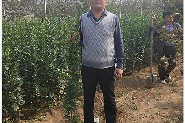 黄杨树施什么肥料最好？