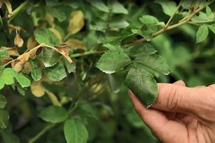 禁止销售“农药、化肥”？这几种农资店小心被查封