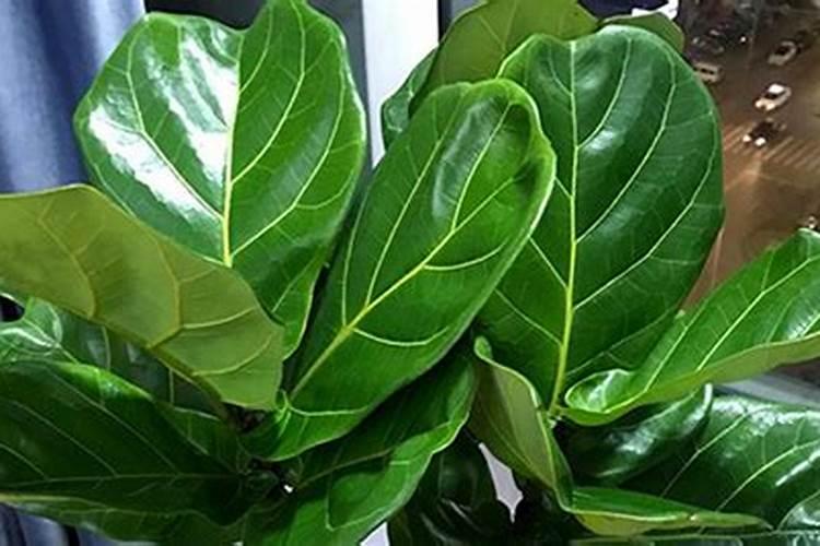 琴叶榕施什么肥最好