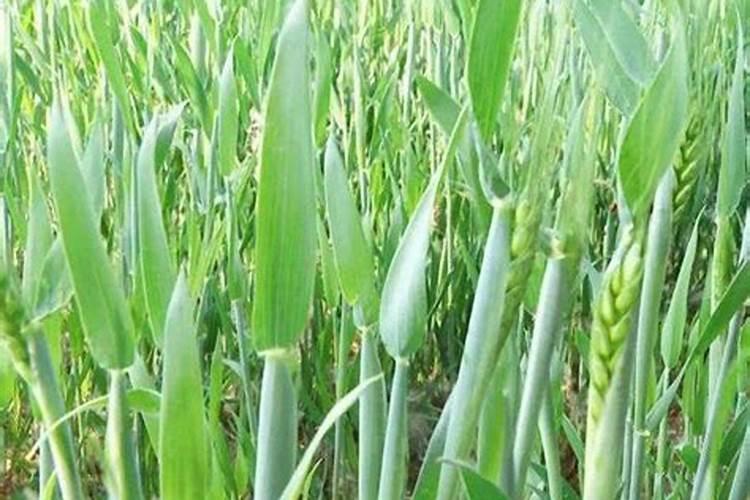 香菜施什么肥料长得快