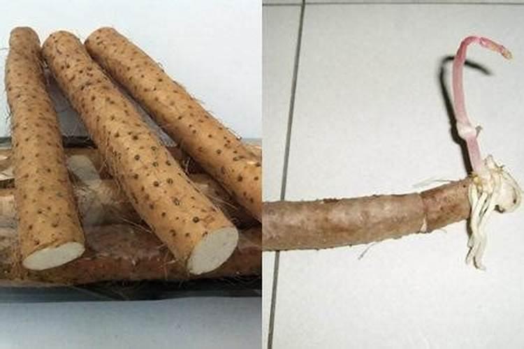 生根壮苗用什么肥料最好