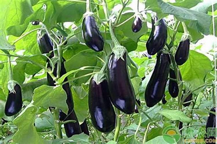 茄子用什么肥料做底肥好？茄子冲施肥用什么肥料？叶面喷施什么肥料？