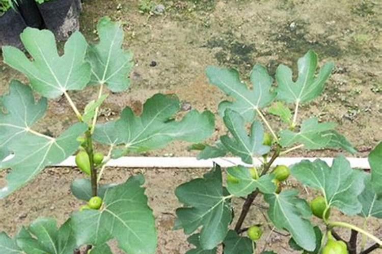 无花果树怎样养好