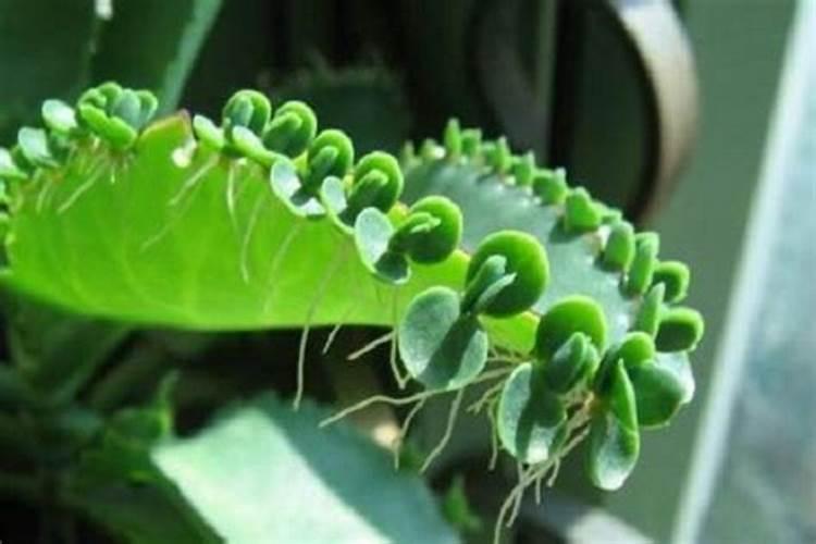 落地生根怎么施肥