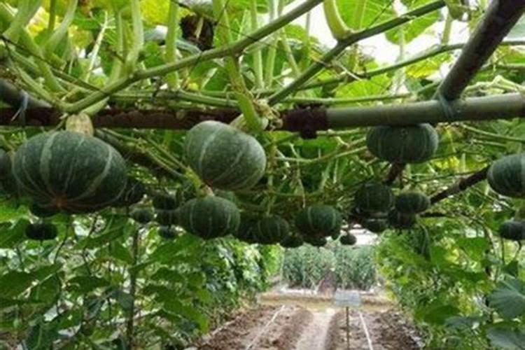 南瓜长花苞时追什么肥料好