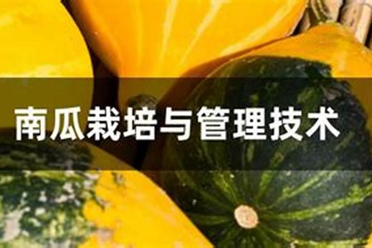 南瓜结瓜后怎么施肥